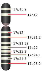 2000px-Chromosome_17.svg